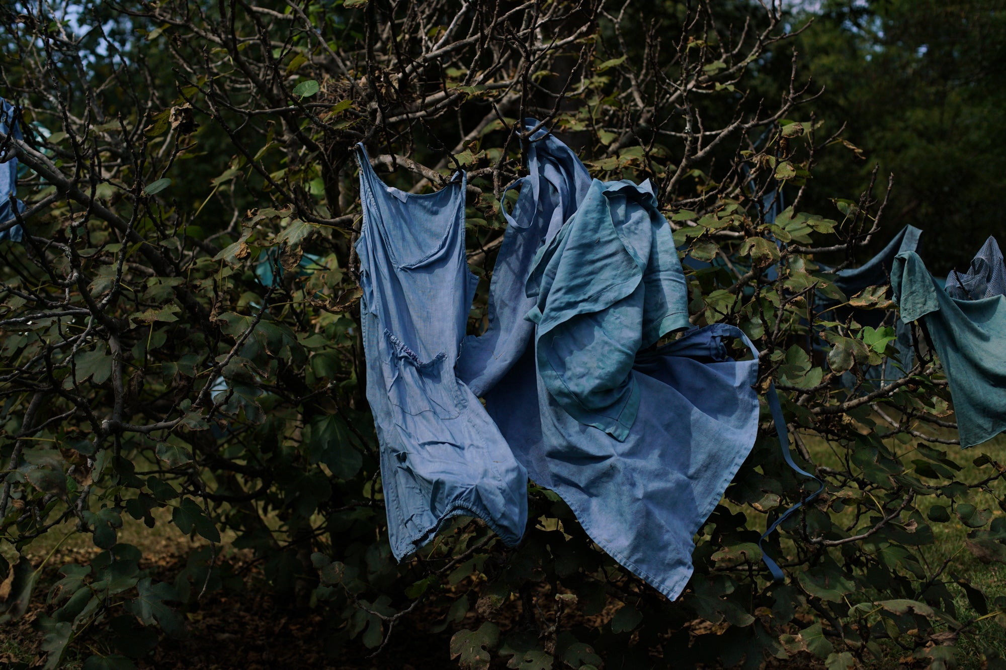 #Indigo: Scott Peacock and Plant Safari